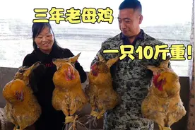 老表外出打工家里的老母鸡不养了，老谭全部买回家，一只有10斤重视频封面