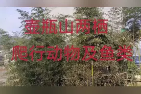 壶瓶山两栖爬行动物及鱼类视频封面