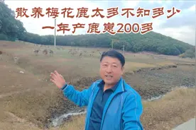 山林散养梅花鹿崽200多，今年鹿便宜，这样养的鹿崽值多少钱