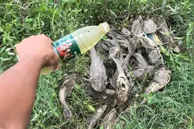 前年从鱼塘抓起来清道夫，3年还是完整，往它身上浇水还能活吗？