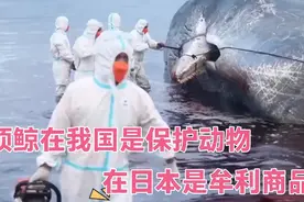 长须鲸我国一级保护动物，日本却能随意捕杀，不怕国际捕鲸委员会视频封面