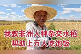 湖南大叔扎根非洲17年，教非洲人种杂交水稻，帮助上万人吃饱饭视频封面