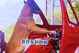 会开车的狗狗巴图视频封面