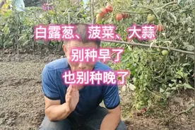 种植白露葱、菠菜、大蒜，种早种晚都不行，播种时间要把握好
