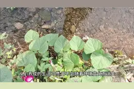 北方人为啥不喜欢洗澡？视频封面