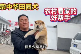 正宗中华田园犬，农村看家的好帮手，亮哥看到一分钟把它拿下
