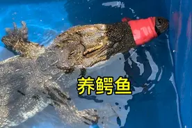 奶奶让在化粪池养点鱼视频封面
