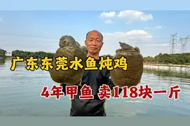 广东东莞农庄吃水鱼炖鸡，4年甲鱼118块一斤，直接清水开炖视频封面