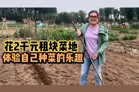 在北京一年花2千元租块地,自己种点纯天然蔬菜,一家都不用买菜了视频封面
