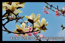 春天来了万物复苏又到了赏花的好时节！！视频封面