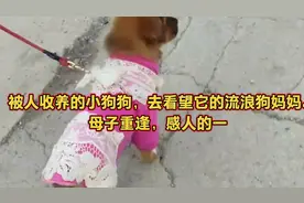 被人收养的小狗狗，去看望它的流浪狗妈妈。母子重逢，感人的一幕视频封面