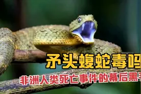 矛头蝮蛇毒吗？非洲人类死亡事件的幕后黑手视频封面