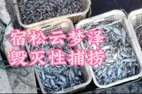 安徽省安庆市宿松县云梦泽毁灭性捕捞视频封面