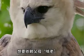 角雕是世界上最大的猛禽之一，具有强大的爪子，主要以猴子为食视频封面