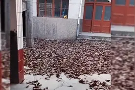 父母双亡后，回老家太凄凉了！物是人非！#泪目  #感人视频封面