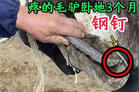 多个钢钉扎的脚疼！ 老驴卧地3个月不起，铁掌移位剩下钢钉扎进脚