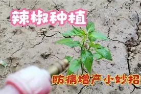 辣椒最喜欢这两种肥，不仅没有病虫害还硕果累累，赶快学学吧视频封面