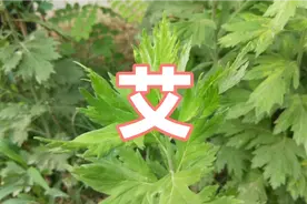 端午挂艾草吃粽子 端午正是采收艾草的好时节 中药艾一起了解一下视频封面