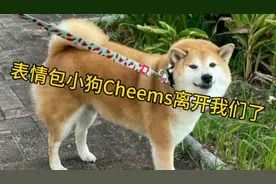 表情包小狗Cheems离开我们了视频封面