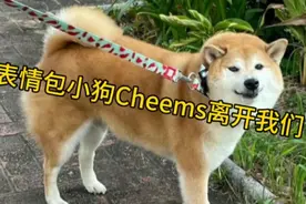 表情包小狗Cheems离开我们了视频封面