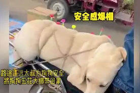 第一批回家过年的狗狗，都是幸福的孩子视频封面