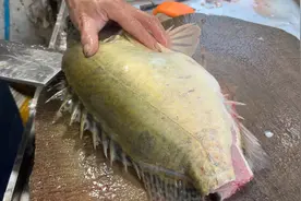 客户花400块买了条5斤野生桂花鱼来加工，肉质细嫩直呼值这个价钱视频封面