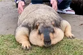 还吃？收你们来了！哈哈...旱獭土拨鼠！视频封面