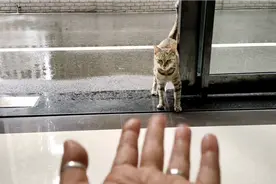 我邀请流浪猫妈妈进来躲雨，猫妈妈真伟大。。。。。