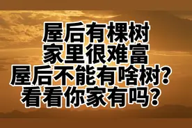 《“屋后有棵树，家里很难富”屋后不能有啥树？看看你家有吗？》视频封面