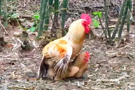 3号大公鸡老是追小母鸡跑 小母鸡都不敢下蛋了 要把它关起来了