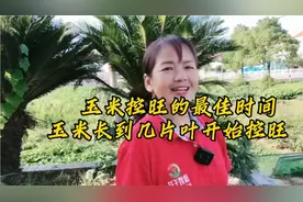 玉米控旺的最佳时间，几片叶时开始打控旺药#玉米种植视频封面