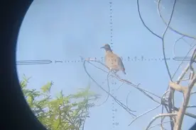 PCP气枪狩猎斑鸠视频封面