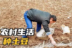 又到种土豆的时候了，土豆种裹上草木灰，很快就种完了视频封面