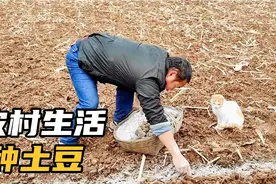 又到种土豆的时候了，土豆种裹上草木灰，很快就种完了视频封面