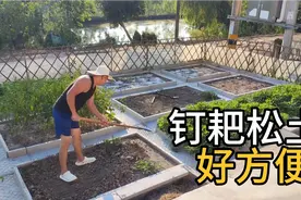 有个九齿钉耙松土好方便，干起农活省力多了，翻好土准备种菜视频封面