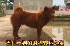 五红土狗俗称招财之狗，见者2024年好运红红火火。视频封面
