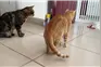 头歪的小猫治疗半年了，看看现在怎么样 #萌宠 #铲屎官的乐趣