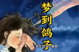 梦到鸽子的寓意视频封面