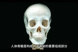 人体骨骼，约206块骨头，分颅骨，躯干骨和四肢骨三部分