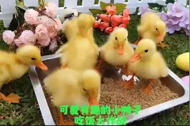 小鸭子吃饭