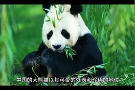 你知道全世界哪些国家拥有我国的大熊猫及其名字的寓意吗？视频封面