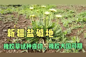 新疆盐碱地，橡胶草试种成功，橡胶大国未来可期！