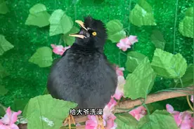 真实八哥鸟说话视频，小伙拿虫子耍八哥，结果八哥用言语反击