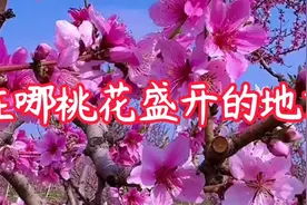 在那桃花盛开的地方（蒋大为）原唱董振厚，邬大为作词，铁源作曲视频封面