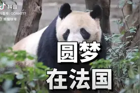 熊猫在国外有多受宠？圆梦在法国爆火，第一夫人亲自为它命名😂视频封面