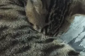 家里的小猫在喝自己的奶，我该怎么办呀？视频封面