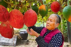 中国本土木鳖果，看似水果不是水果，农村人的最爱视频封面