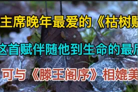 “树犹如此 人何以堪”毛主席晚年最爱的《枯树赋》太经典！视频封面