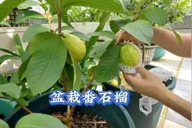 盆栽什么果树好？四季番石榴香甜结果快，易管理
