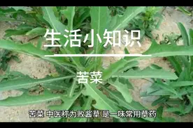 苦菜的功效和营养价值视频封面
